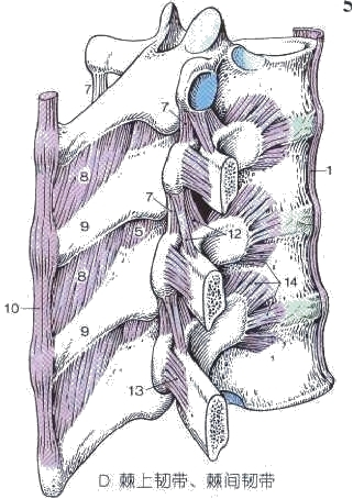 坐姿分析和看臺座椅設(shè)計(jì)的知識