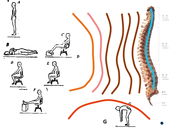 坐姿分析和看臺座椅設(shè)計(jì)的知識