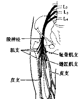 坐姿分析和看臺座椅設(shè)計(jì)的知識